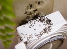 rid-of-sugar-ants