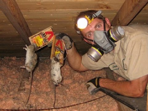 Effective Ways To Work On How To Get Rid Of Rats - Home ...